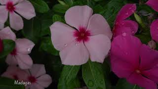 Colorful Madagascar PeriwinkleCatharanthus Roseus  Flower Clips 04 [upl. by Eikin]