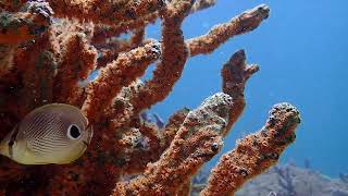 Coral Citizen  Yellow Sponge Zoanthids on Green Finger Sponge Aquascape  5262024 [upl. by Amitak]