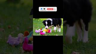 A Border Collie puppy herding a group of small plush toys [upl. by Anelys]