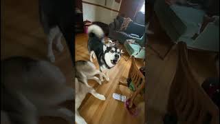 Dogs Howling to Childrens Remembrance Day Tribute dogshowling alaskanmalamutes malamutelovers [upl. by Somar]