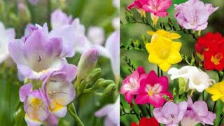 How to care freesia flower plant in March garden care fertilizer [upl. by Atselec]