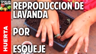 Cómo reproducir lavanda por esquejes  Reproducing Lavender from cuttings english captions [upl. by Ahsieki]