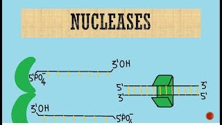 Nucleases  Exonucleases  Endonucleases [upl. by Yseulte416]