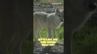 The Majestic Arctic Wolf Natures Survi  Arctic Wolf White Wolf [upl. by Eleahcim]