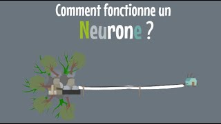 9  Le neurone 23  Comment fonctionne un neurone [upl. by Marutani]