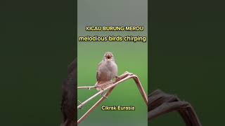 Kicau Burung Birds Chirping kicaumania birds birdsounds burungkicau birdschirping shortvideo [upl. by Nyrtak]