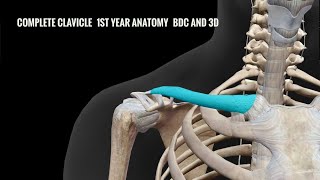 Complete Clavicle Anatomy 1st Year BDC and 3D [upl. by Jamie]