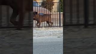 Brown Boxer Dog protecting his property brownboxerprotectingproperty [upl. by Hajed]