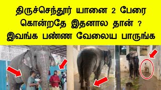 திருச்செந்தூர் யானை 2 பேரை தாக்கியதே இதனால தான் இவங்க பண்ணதை பாருங்க Tiruchendur elephant news tamil [upl. by Jonie]