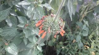 leonotis nepetifolia flowers [upl. by Aistek]