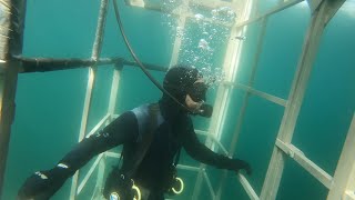 FARALLON ISLANDS GREAT WHITE SHARK DIVING [upl. by Nenney]