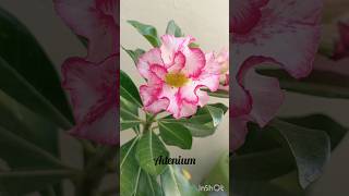 Adenium Rosadeldesierto Адениум shortvideo shorts nature plants plantas rosa [upl. by Smeaj]