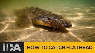 How To Catch Flathead  Mallacoota Esturay Fishing [upl. by Aciraj]