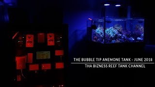 The Bubble Tip Anemone Reef Tank Update  June 2018 [upl. by Anned]