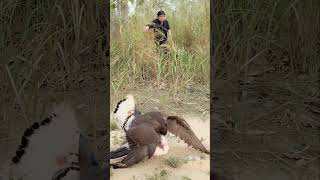 extraordinary 😱 the moment the eagle preyed on the chicken shorts amazing [upl. by Africah]