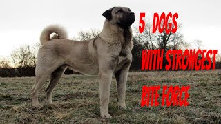 5 Dogs With Strongest Bite Force shorts [upl. by Hahnke]