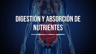 Digestión y absorción de nutrientes  Bioquímica  Lic en Nutrición [upl. by Yejus]