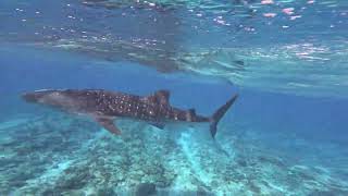 Safari Island Maldives 2024  Overnight Whale Shark Boat Trip [upl. by Estrellita629]