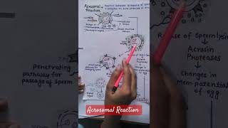 Acrosomal Reactionprevention of polyspermy mbbs youtubeshorts [upl. by Pavla]