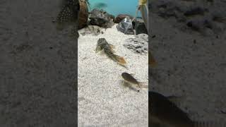 James Bond pleco L14 wild music wakawaka dance trending fish acuarium comedy shortvideo tv [upl. by Eissirc]