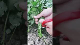 best coriander forming at village [upl. by Burck]