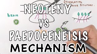 Neoteny Vs Paedogenesis  Mechanism of Neoteny [upl. by Gutow882]