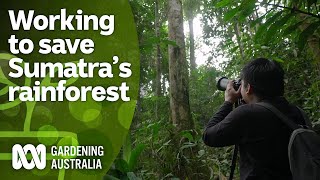 A conservationist working to save Sumatras rainforest  Indonesia Special  Gardening Australia [upl. by Kaspar736]