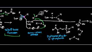 Biochemistry  Deoxyribose5Phosphate Aldolase  Physiology Biochemistry amp Mechanism [upl. by Eentroc835]