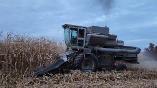 Gleaners Harvesting corn in 2024 [upl. by Kreg]