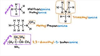 Amines and Amides [upl. by Weitman]