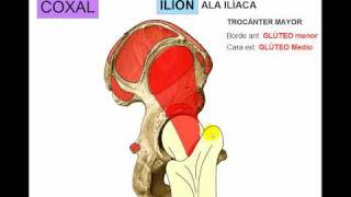 OSTEOLOGIA DE MIEMBRO INFERIOR 1 [upl. by Willa764]