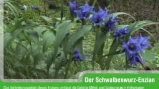 SchwalbenwurzEnzian Gentiana asclepiadea [upl. by Ennazor]