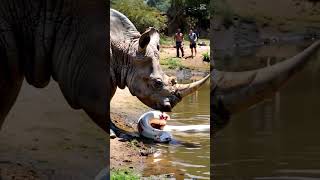 Rhino meets giant white python by the lake youtubeshorts pythonsnake animals giantpython snake [upl. by Anahsat]