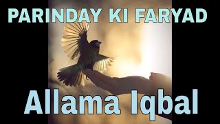 Ata Hai Yaad Mujhko  Parinday Ki Faryaad  Sharjeel Fakhar  Allama Iqbal [upl. by Moir]