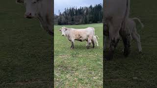 Feeding calf 🐄 Charolais [upl. by Menendez]