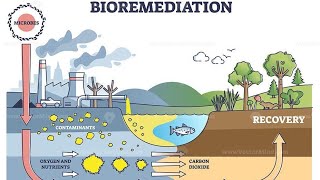 BIOREMEDIATION A SOLUTION TO ENVIRONMENTAL POLUTION [upl. by Sgninnej747]