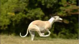 Dogs 101 Whippetmp4 [upl. by Nurav]