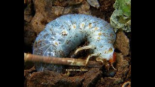 May Scarab Beetle Larvae Phyllophaga portoricensis Larva del Escarabajo Caculo [upl. by Ezirtaeb]