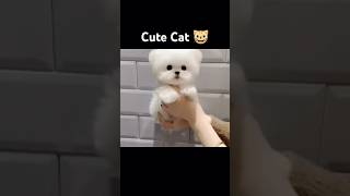 HiFunny Cute Cat Cutting CreditDoggy [upl. by Intisar385]