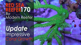 Red Sea Reefer 170 Update  Coral Growth [upl. by Norac]