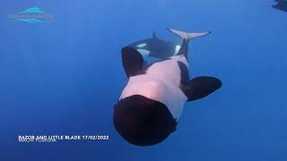 Razor and Blade  Bremer Bay Orca Underwater vision [upl. by Urana123]