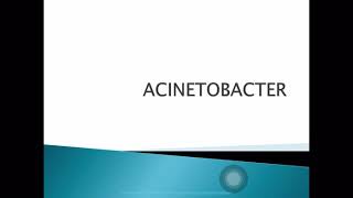 Acinetobacter [upl. by Duer466]