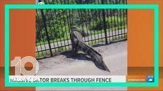 Massive alligator pries open metal fence [upl. by Eseneg]