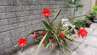 My Epiphyllum ackermannii Orchid Cactus  Disocactus ackermannii in beautiful Flower [upl. by Lockhart]