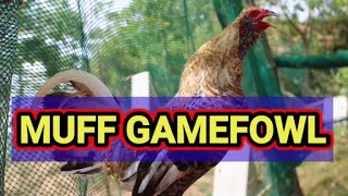 MUFF GAMEFOWL [upl. by Suiramaj]