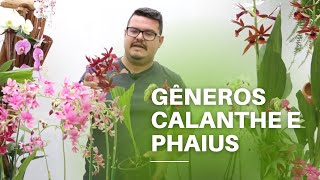 Orquídeas Calanthe e Phaius [upl. by Kliber336]