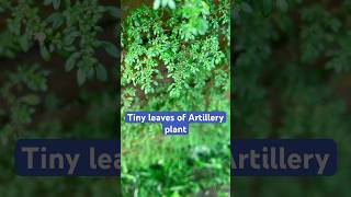 Tiny leaves of Artillery plant [upl. by Rickard]