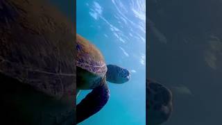 Beautiful sri lankatravel TravelWorldtrendingshorts nature beach animal shortvideo subscribe [upl. by Rosane]