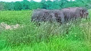 අලි කෙලියක් වෙලා ඔන්න ❤elephants 😍elephant elephantvideo elephants [upl. by Nations672]