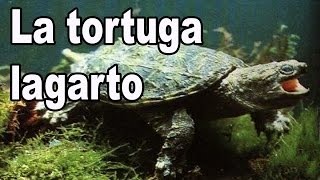 La tortuga lagarto Chelydra serpentina [upl. by Alexandra]